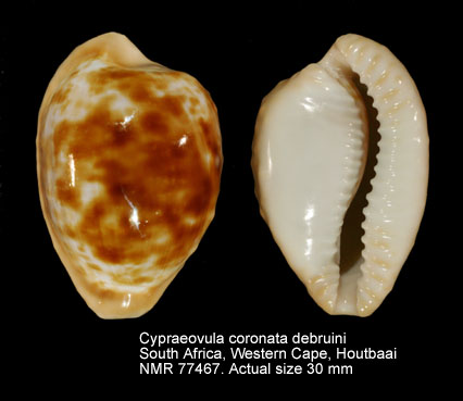 Cypraeovula coronata debruini.jpg - Cypraeovula coronata debruiniLorenz,2002